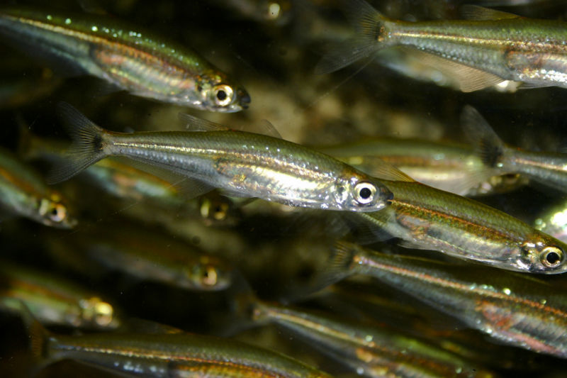 File:Iguanodectes spilurus-8140.jpg
