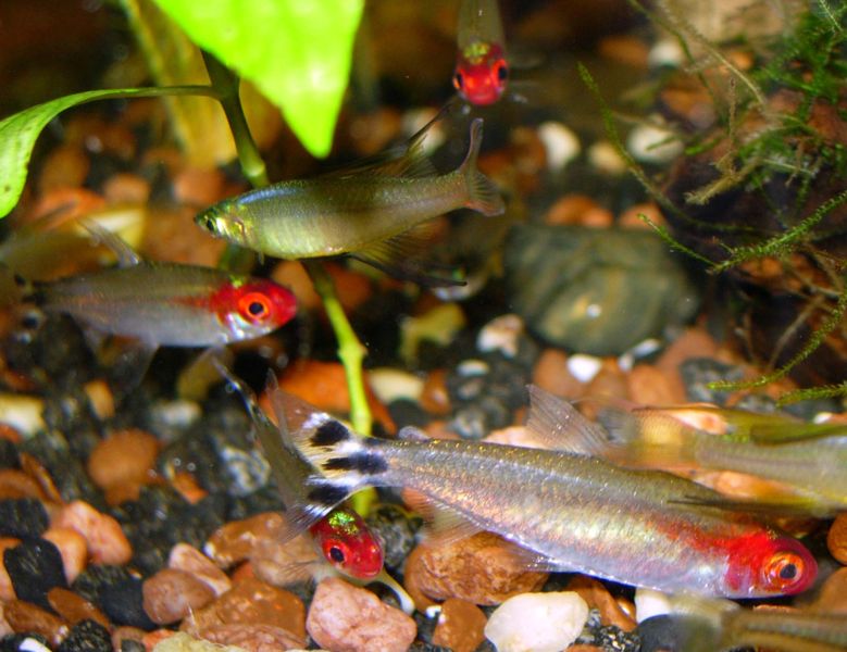 File:Hemigrammus bleheri-2212.jpg