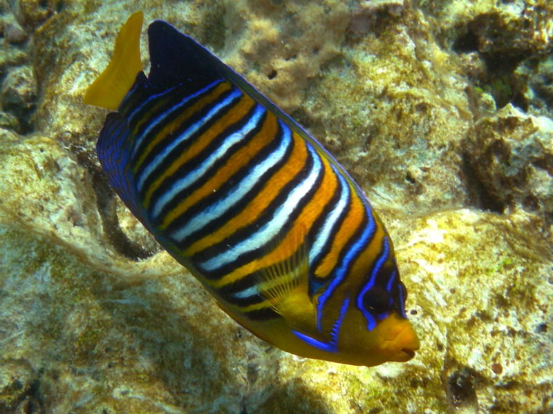 File:Regal Angelfish-3351.jpg