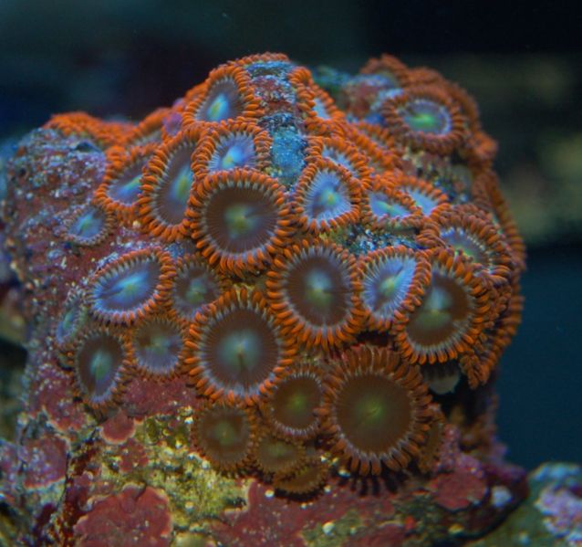 File:Zoanthids-orangebrown-5802.jpg