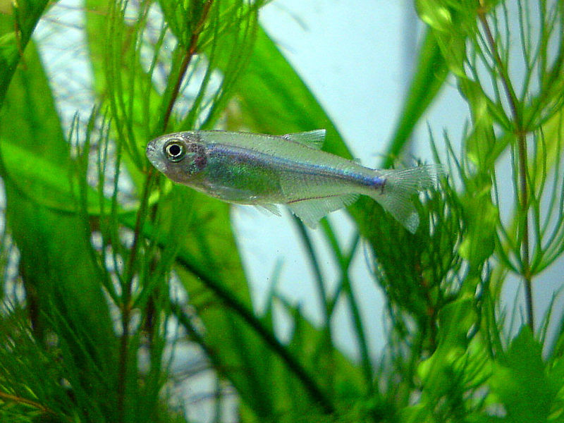 File:Boehlkea fredcochui-8660.jpg