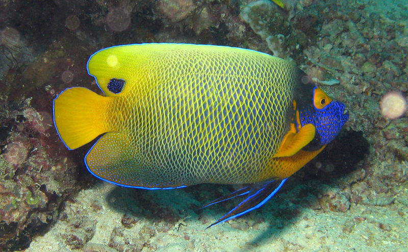 File:Pomacanthus xanthometopon-4193.jpg