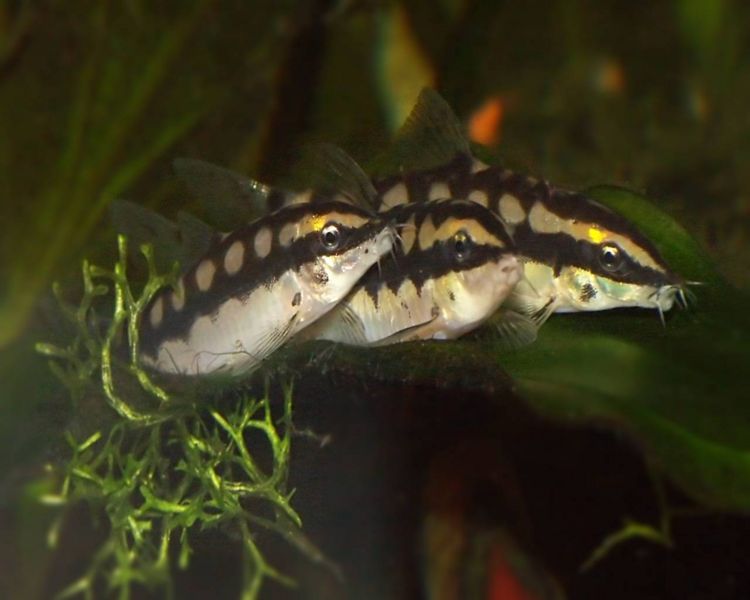 File:Yasuhikotakia sidthimunki4.jpg