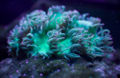 Catalaphyllia jardinei fluorescence.jpg