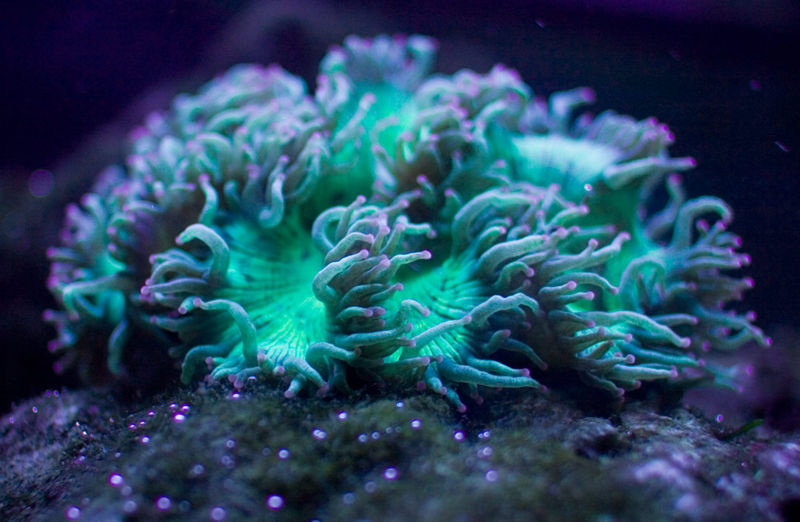 File:Catalaphyllia jardinei fluorescence.jpg
