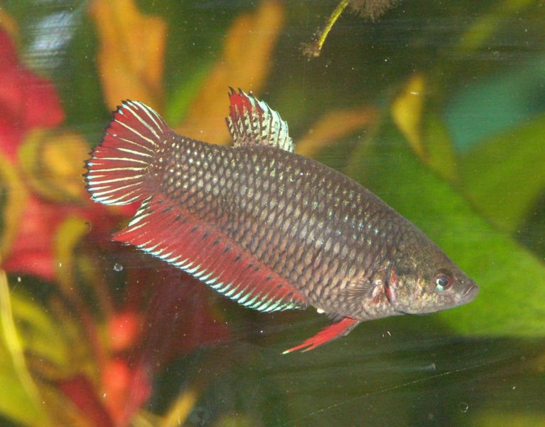 File:Female Betta splendens.jpg