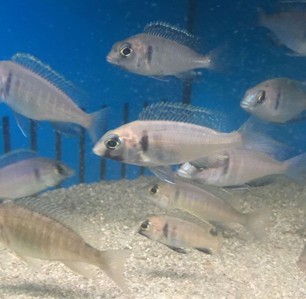 File:Deepwaterhap.jpg
