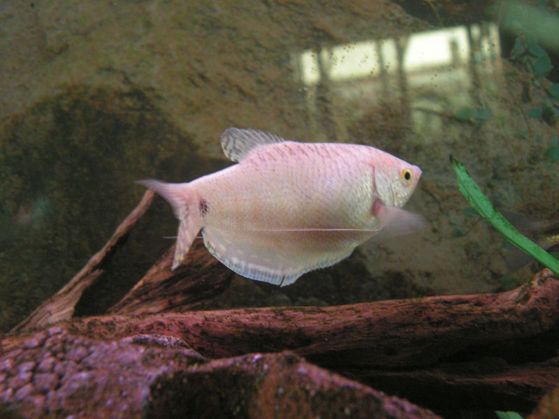 File:Trichogaster trichopterus-9128.jpg