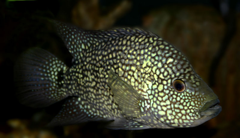 File:Herichthys cyanoguttatus-5000.jpg