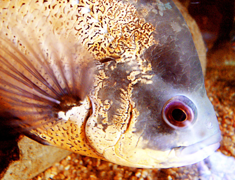 File:Astronotus Occelatus -41.jpg