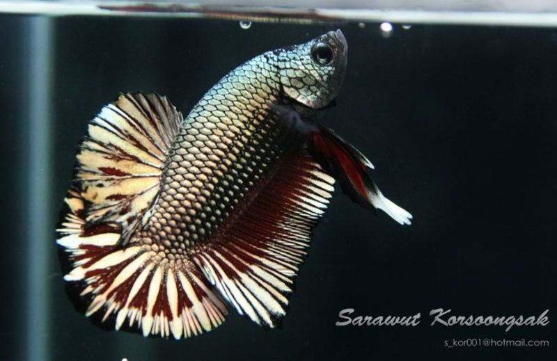 File:Bettasplenden-copperred.jpg