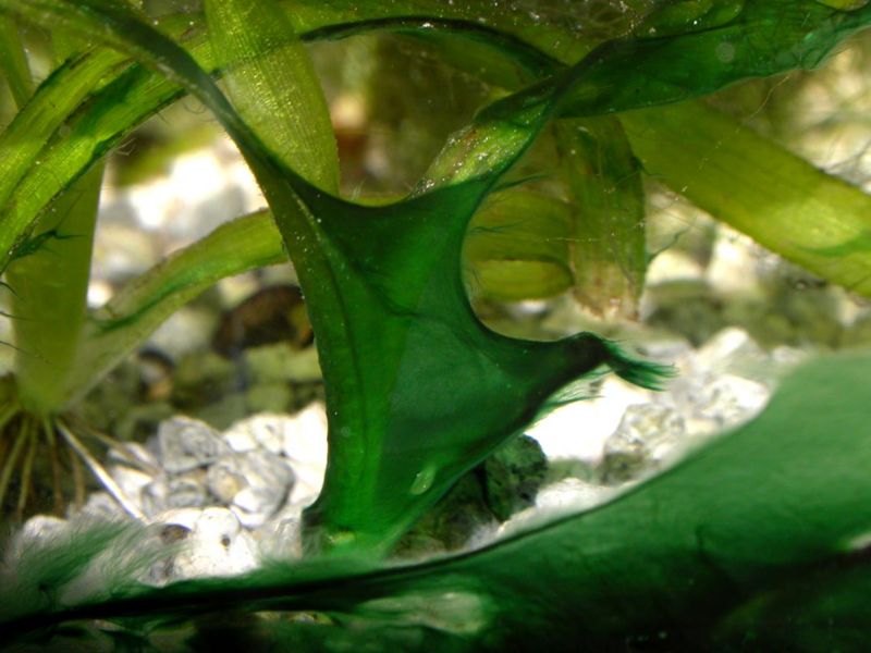 File:Cyanobacteria3.jpg