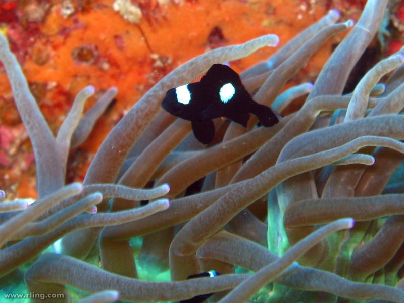File:Dascyllus trimaculatus-1188.jpg