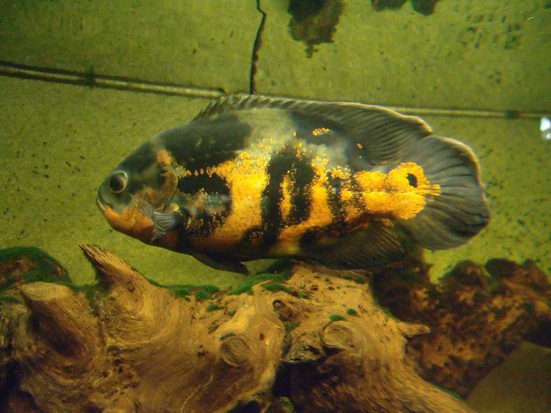 File:Astronotus ocellatus-2706.jpg