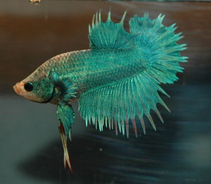 File:Greenbetta-3293.jpg