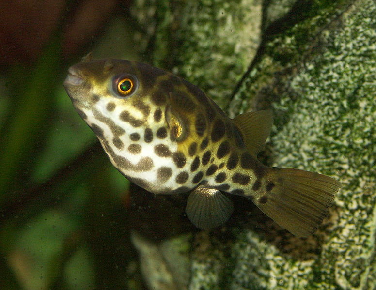 File:Tetraodon fluviatilis 1.jpg