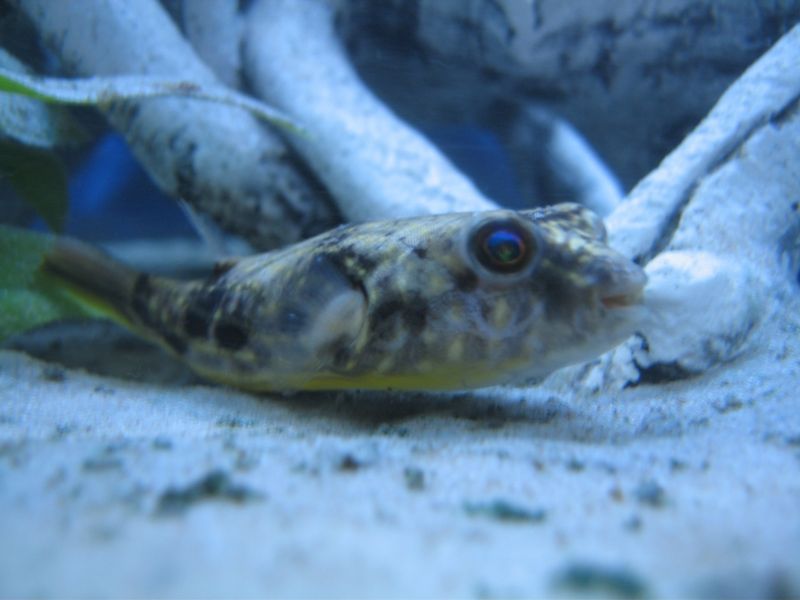 File:Tetraodon lineatus-9433.jpg