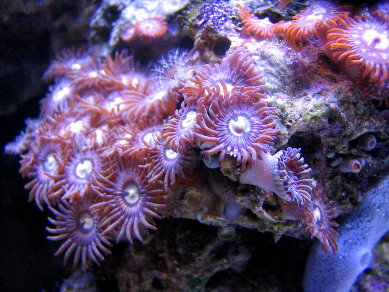 File:Zoanthids-pink-1618.jpg
