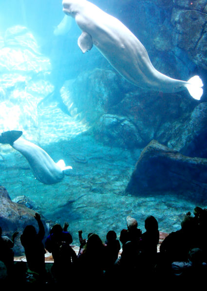 File:Georgiaaquarium-belugas-5178.jpg