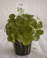 Hydrocotyle verticillata1.jpg