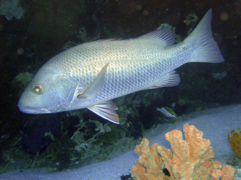 File:Lujanus argentimaculatus-363.jpg