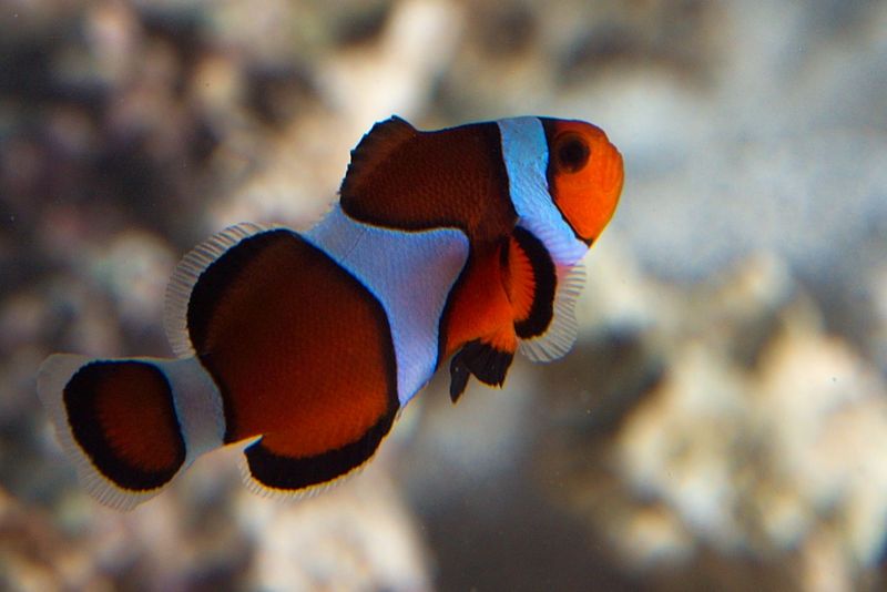 File:Amphiprion percula-667.jpg