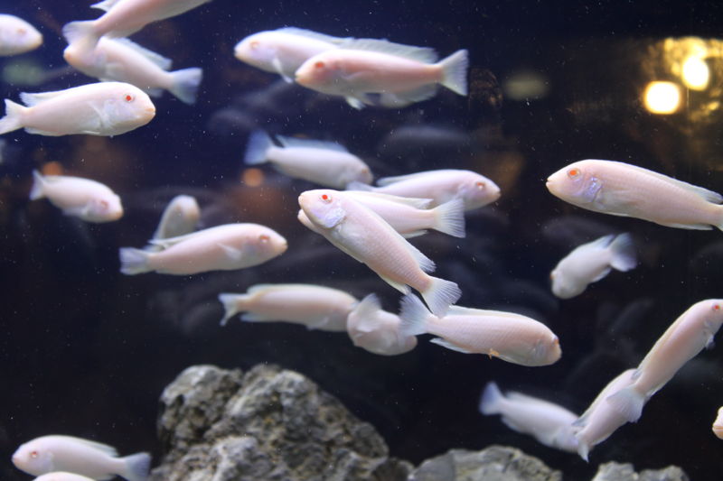 File:Pseudotropheus Zebra.JPG-8791.jpg