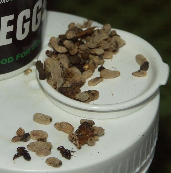 File:Supa ant eggs2.jpg