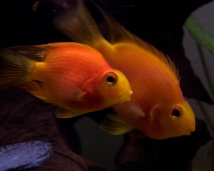 File:Blood parrot cichlid-3386.jpg
