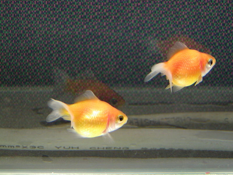 File:Carassius auratus-pearlscale-5353.jpg