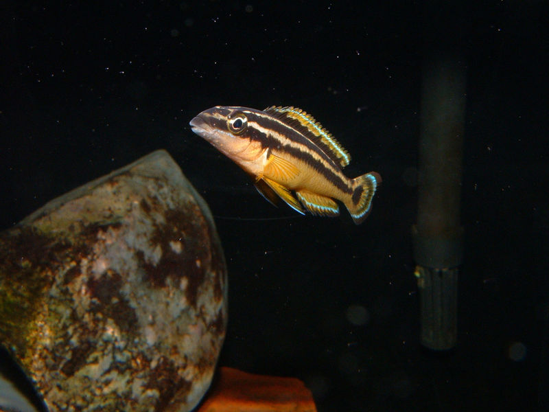 File:Julidochromisornatus-3979.jpg
