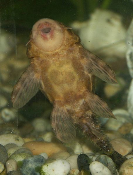 File:Panaque maccus2.jpg