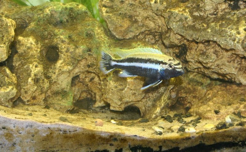 File:Melanochromisauratus-5095.jpg