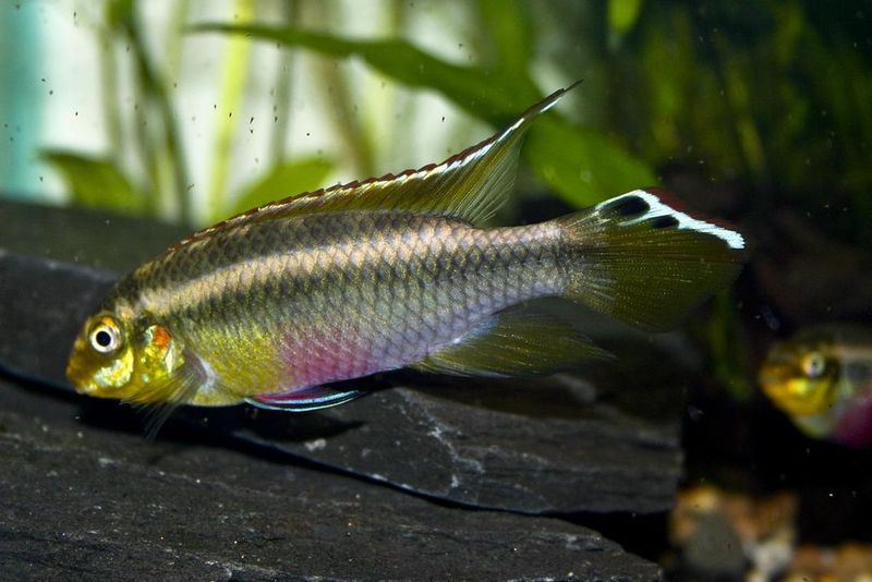 File:Pelvicachromis sacrimontis.jpg