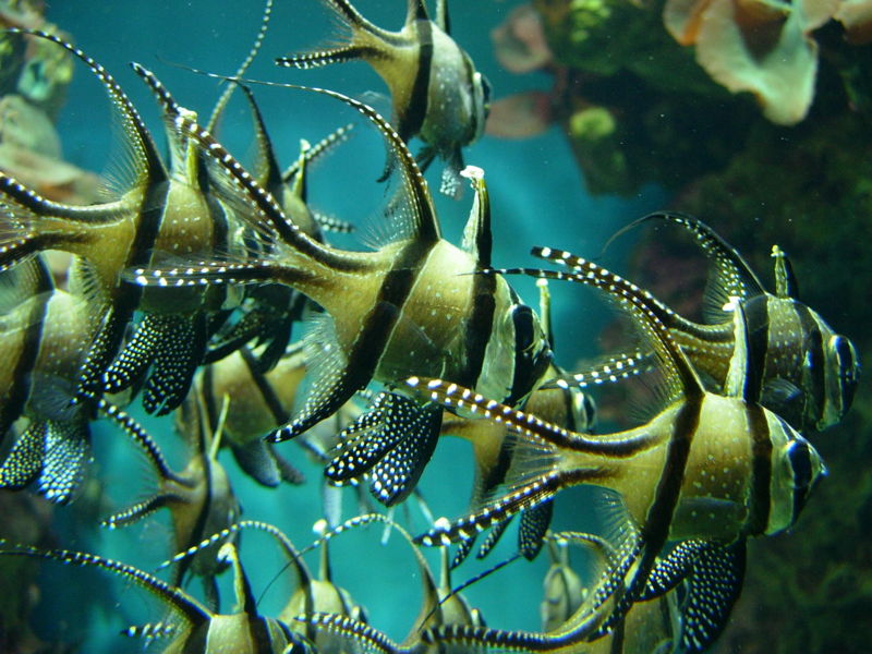 File:Pterapogon kauderni-5991.jpg