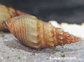 Rusty-horned-snail.jpg