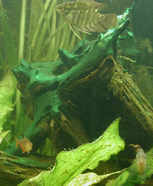 File:Bga on driftwood.jpg