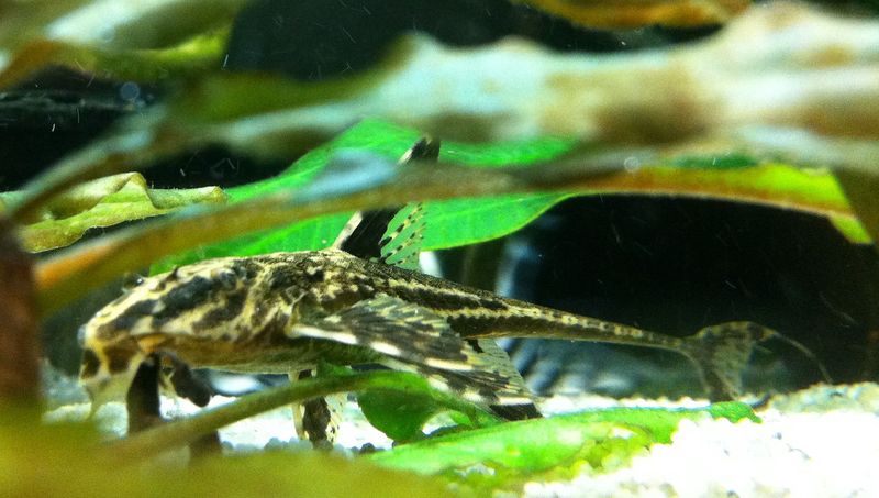 File:Rineloricaria-lanceolata.jpg