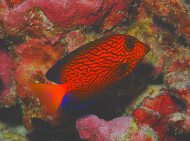 File:Chevron Tang-2749.jpg