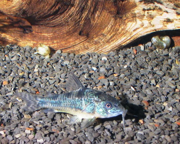 File:Corydoraspaleatus-8897.jpg