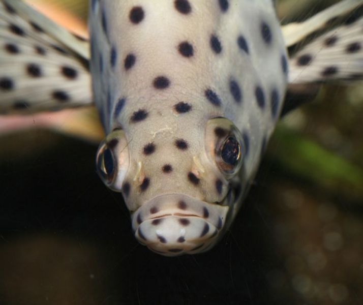 File:Panthergrouper1.jpg