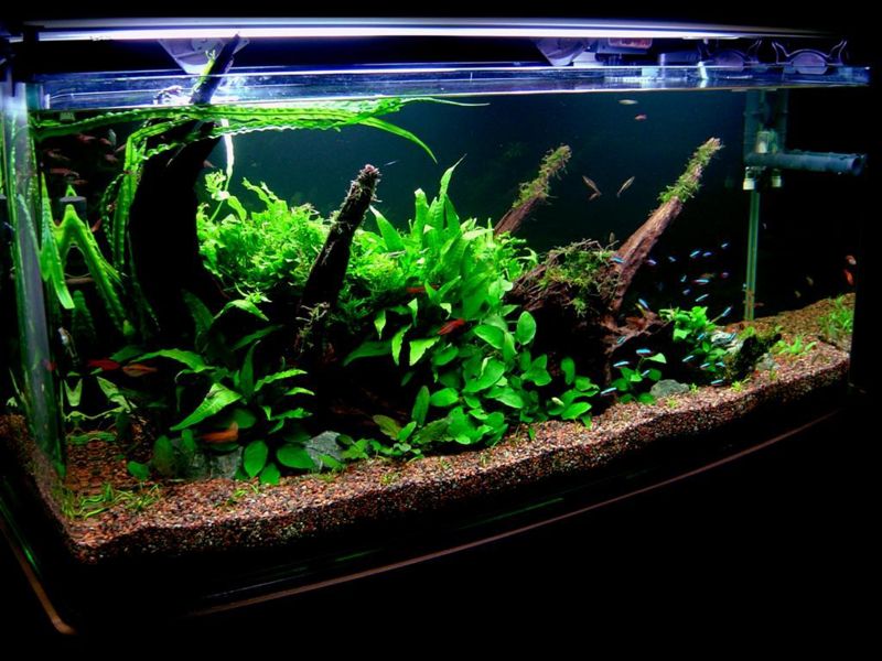 File:RH Fish Tank-394.jpg