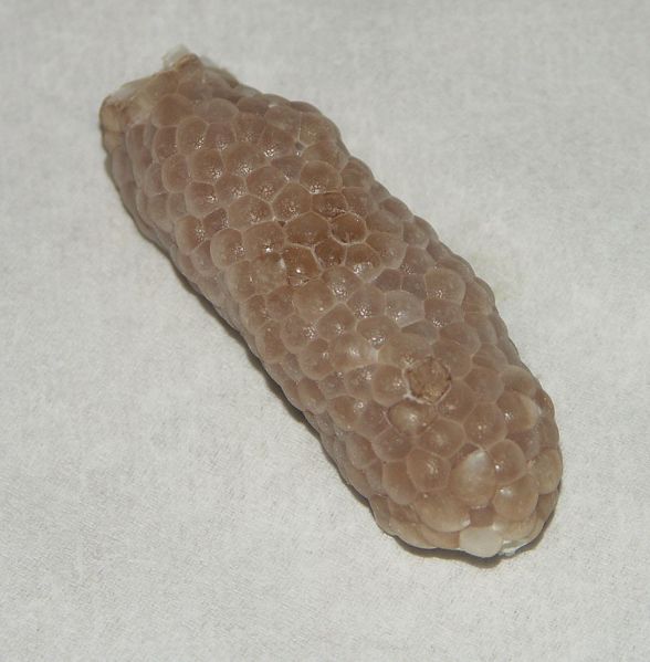 File:Pomacea bridgesii eggs.jpg