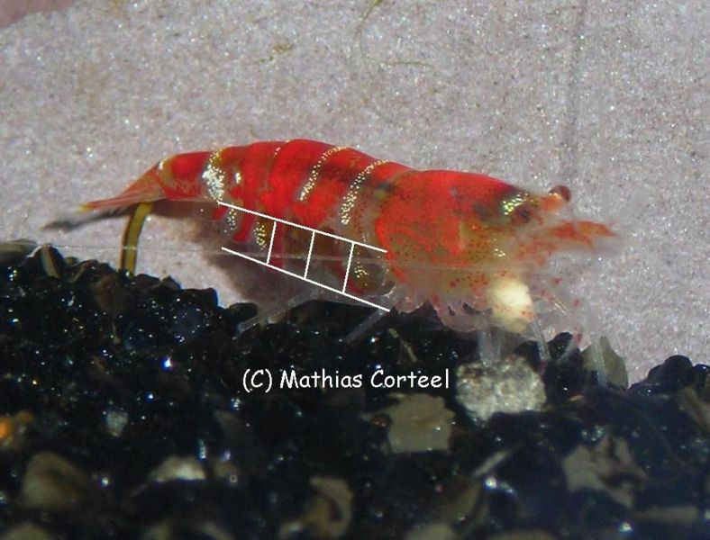 File:Female Crystal Red Shrimp.jpg