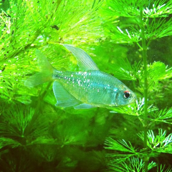 File:Diamondtetra345.jpg