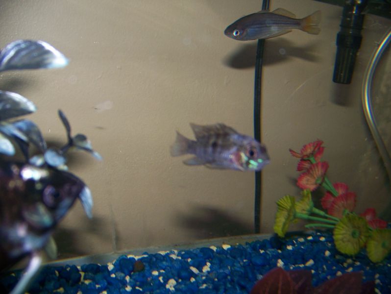 File:Rams 001.jpg