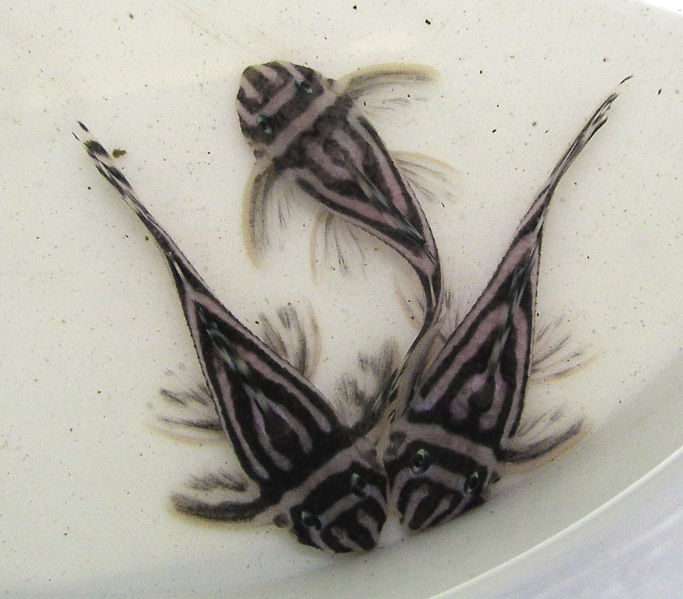 File:Hypancistrus Zebra-204.jpg