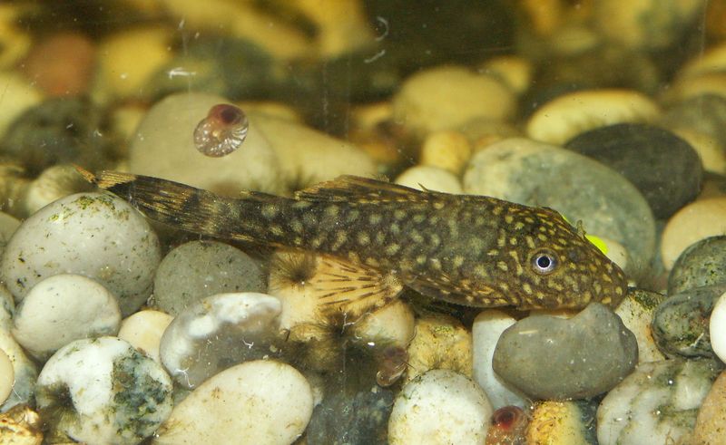 File:Bristlenose3.jpg