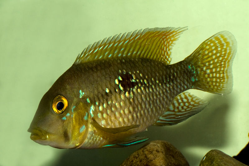 File:Geophagus brasiliensis-9374.jpg