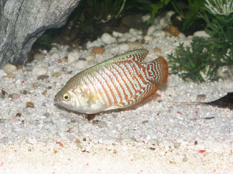File:Colisa lalia5.jpg